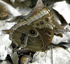 Morpho helenor montezuma