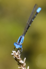 Argia alberta