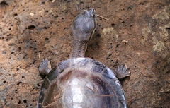 Phrynops williamsi