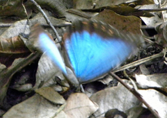 Morpho helenor montezuma