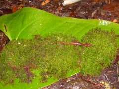Agalta Climbing Salamander photo 2