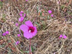 Clarkia rubicunda