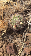 Pediocactus nigrispinus