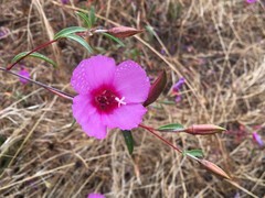 Clarkia rubicunda