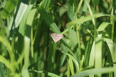 Macrochilo absorptalis