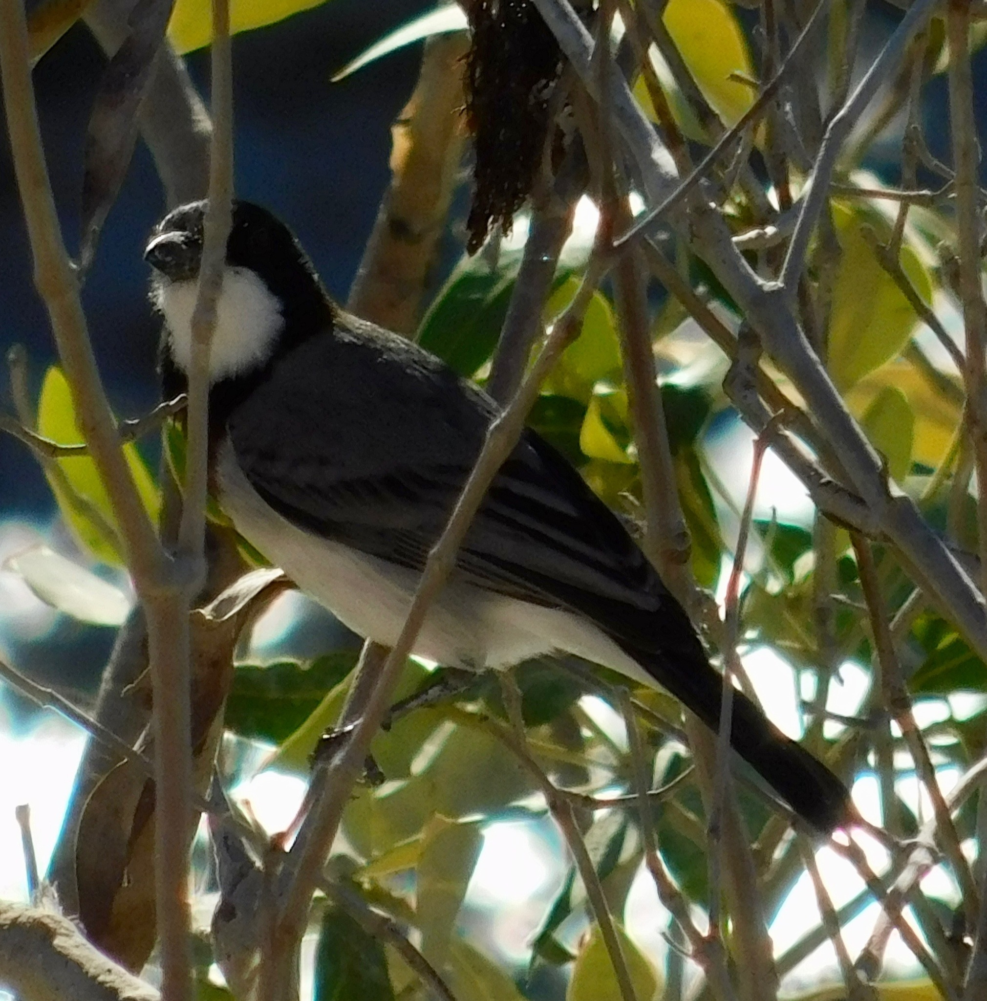 White-breasted Whistler (Pachycephala lanioides), photo 8