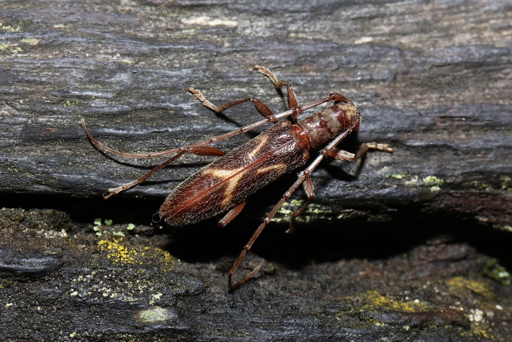 Pygmodeon validicorne