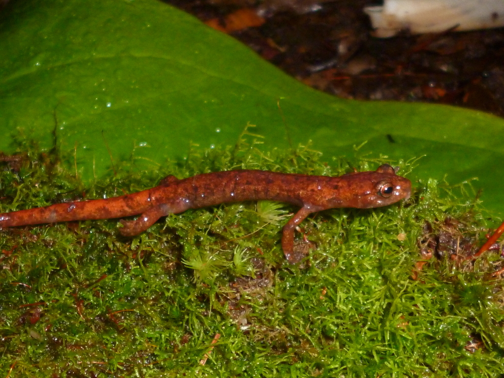Agalta Climbing Salamander