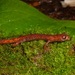 Longest Climbing Salamander - Photo (c) Hermes Vega, some rights reserved (CC BY-NC), uploaded by Hermes Vega