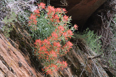 Castilleja scabrida scabrida