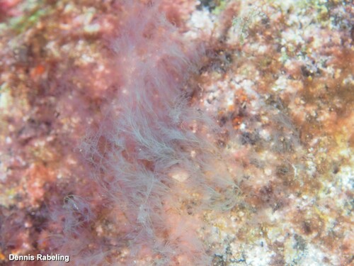 Cottoniella filamentosa observed 2024-10-30