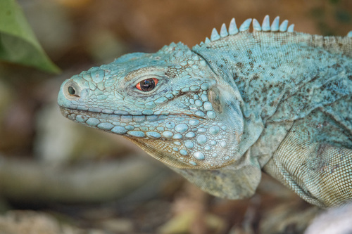 Rock Iguanas (Genus Cyclura) · iNaturalist Rock Iguanas (Genus Cyclura) · iNaturalist