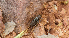 Neonemobius mormonius