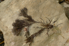 Melanthalia abscissa