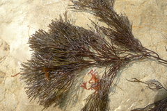 Melanthalia abscissa