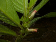 Columnea consanguinea