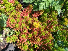 Sedum × rubrotinctum