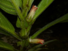 Columnea consanguinea