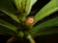 Columnea consanguinea