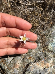 Dudleya blochmaniae blochmaniae