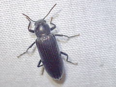 Stenochiinae
