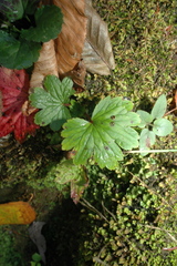 Boykinia aconitifolia, photograph (c) Grace Merkert, some rights reserved (CC BY)