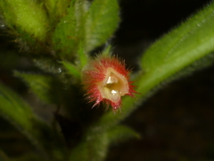 Columnea consanguinea