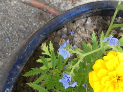 Lasioglossum pilosum