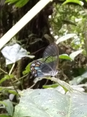 Pseudohaetera hypaesia