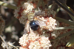 Archytas analis