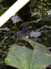 Pseudohaetera hypaesia