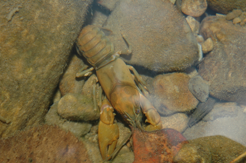 Angled Crayfish