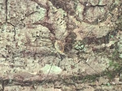Leiobunum aldrichi