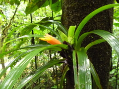 Guzmania nicaraguensis