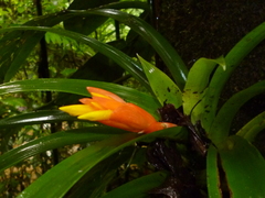 Guzmania nicaraguensis