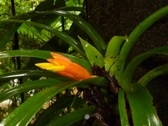 Guzmania nicaraguensis