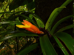 Guzmania nicaraguensis