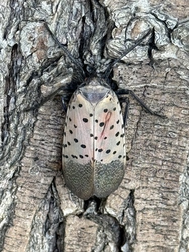 Spotted Lanternfly