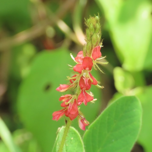 hairy indigo (Indigofera hirsuta)