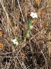 Cryptantha clevelandii