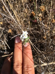 Cryptantha clevelandii