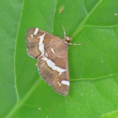 Hawaiian Beet Webworm Moth (Spoladea recurvalis)