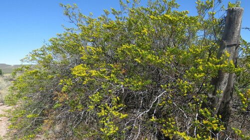 Image of Larrea nitida by (c) Ariadna Tripaldi, some rights reserved (CC BY)