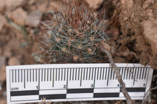 Mammillaria morentiniana