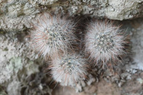 Mammillaria morentiniana