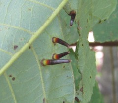 Caryomyia subulata
