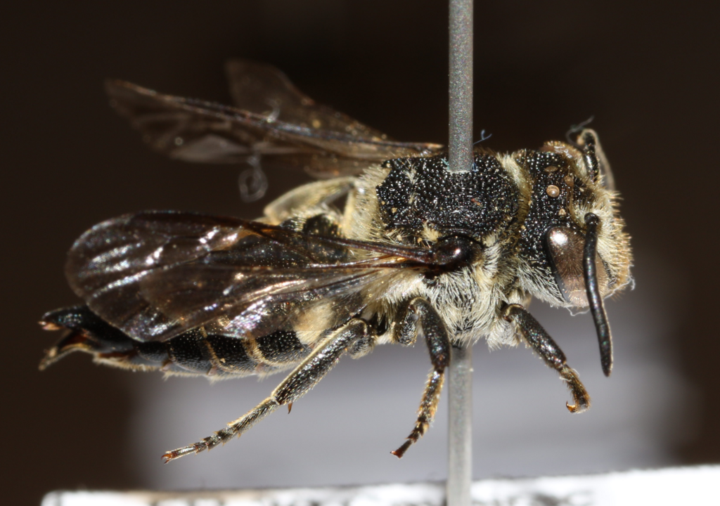 Shiny-vented Sharp-tail Bee