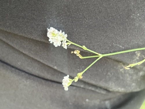Image of Xantus' Spiderling (Boerhavia xanti) by no rights reserved