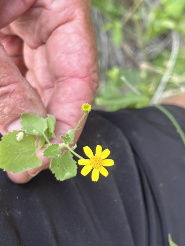 Image of Perityle cuneata by no rights reserved