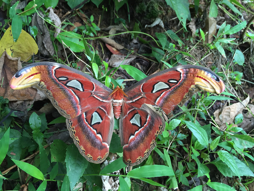 Ngengat atlas (Attacus atlas)